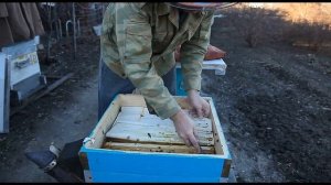 Карника F1 на Южном Урале, весеннее развитие, зацвела ива.  Beekeeping