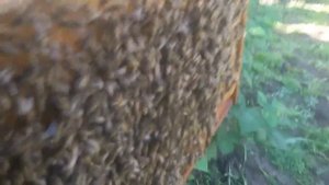 Рой, пересаживаем из ловушки в улей.