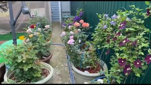 Розы Тантау в моем саду! Обзор некоторых сортов. смотреть онлайн