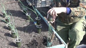 Выращивание лука Эксибишен через рассаду. Высадка в грунт.