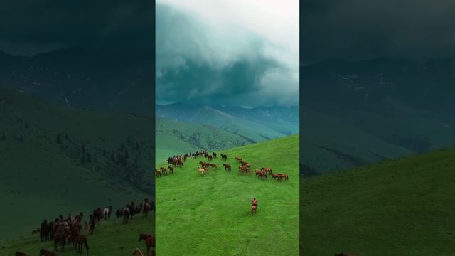 В мире животных смотреть онлайн