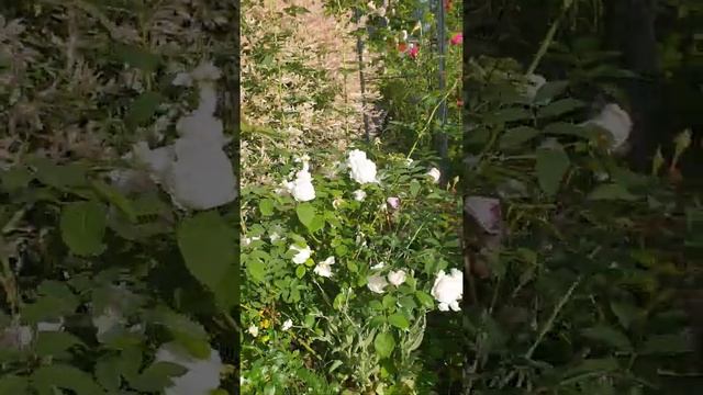 Розы, розы, розы! смотреть онлайн