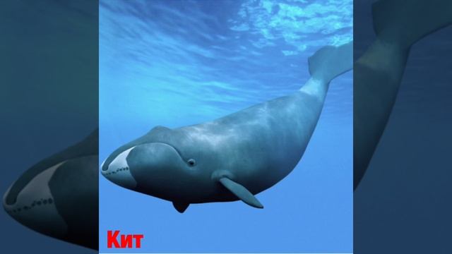 ЗВУКИ ДИКИХ ЖИВОТНЫХ (для детей) смотреть онлайн