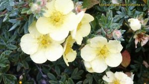 Лапчатка кустарниковая Примроуз Бьюти. Краткий обзор, описание potentilla fruticosa Primrose Beauty