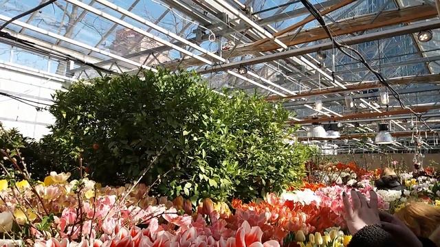 Весне дорогу! Выставка "Репетиция весны" в Москве|| flower exhibition in Moscow|выставка тюльпанов