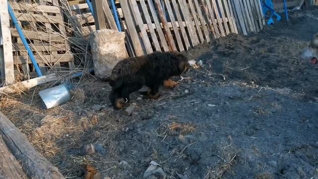 Бесстрашные щенки тибетского мастифа ? среднеазиатских овчарок алабай. смотреть онлайн