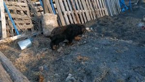 Бесстрашные щенки тибетского мастифа ? среднеазиатских овчарок алабай.