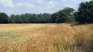 Crop Circle Theorist Thinks the Truth is Out There