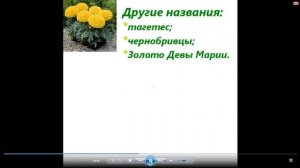 Бархатцы Лечебные свойства