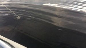 ГОНЯЮ НА ГАЗОНОКОСИЛКЕ  - Patriot BM 120