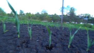 Выращивание Рокамболя в открытом грунте,,,