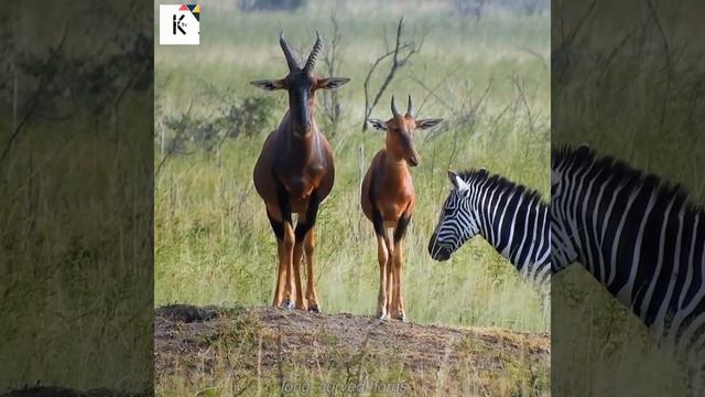 Diversity Of The Animal's Kingdom Series five part 1 смотреть онлайн