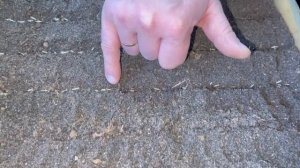 Посев БАРХАТЦЕВ