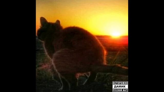 хрен и холодец с кетчупом - медведь смотреть онлайн