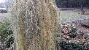 Осенние тона, миксбордер, плакучая лиственница