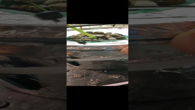 Смастерила "домик" (закрепила опоры) для огурца на гидропонике.