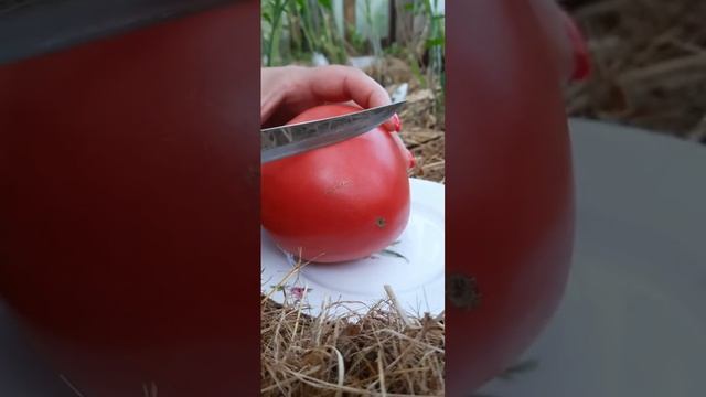 Дегустация сорт Батяня,взвесим,разрежем!!! смотреть онлайн