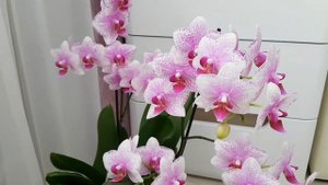 Орхидея РОТТЕРДАМ Phalaenopsis ROTTERDAM цветение орхидеи orchid orchids фаленопсис