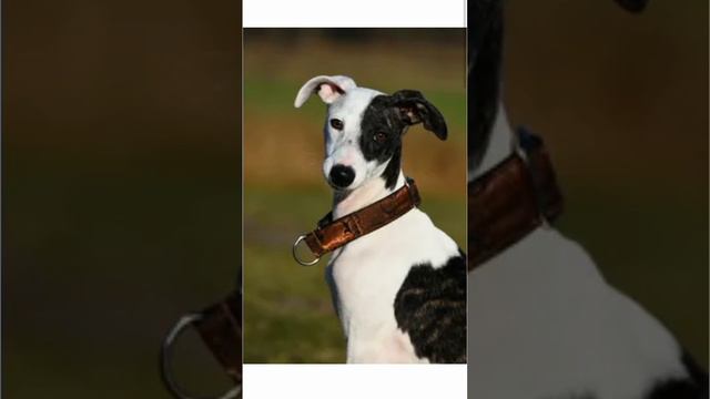 Эдит Уиппет❗ смотреть онлайн