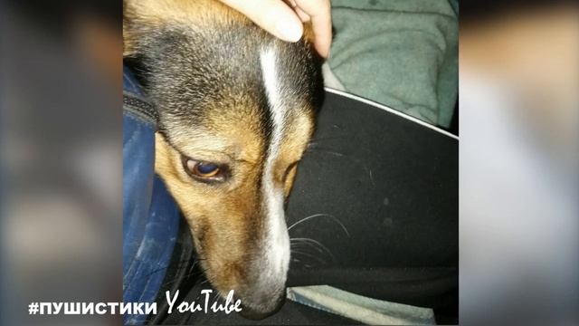 Цепь вмерзла в лед, не позволяя собаке спрятаться от мороза в будке... смотреть онлайн