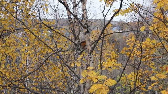 Календарь природы. С рыбалки на охоту. смотреть онлайн