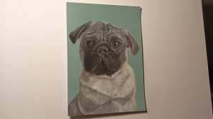 Портрет мопса по кличке Маффин🐶