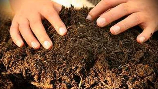 Гомункул. Можно ли создать мифическое существо из пробирки или куриного яйца в наши дни