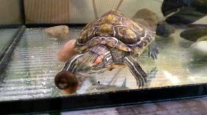 Красноухая черепаха против улитки катушки