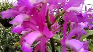 Cattleya Passionate X Cattleya Leopoldo - Orchid w/ Fragrance + plenty of flowers