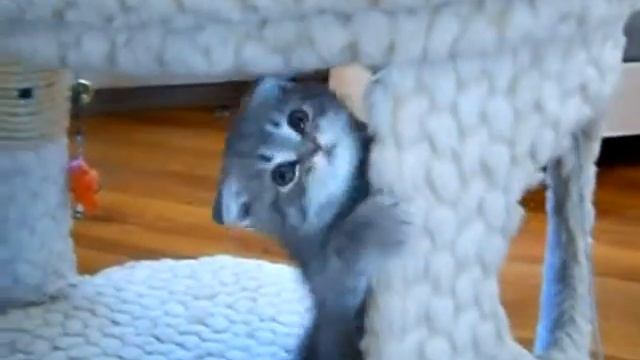 девочка скоттиш фолд смотреть онлайн