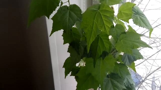 Обзорчик, цветет комнатное растение Абутилон. Уход за домашним кленом. смотреть онлайн