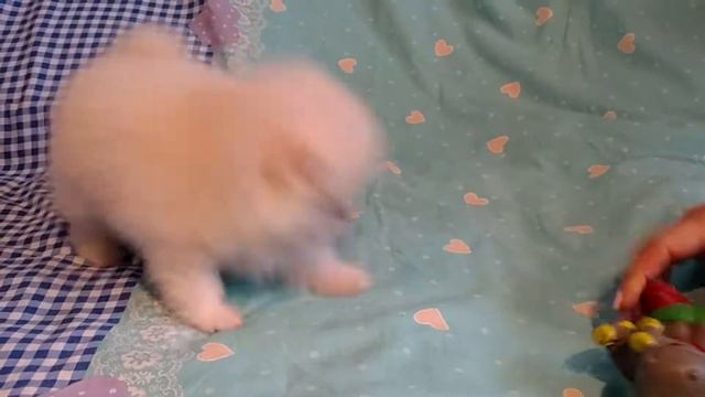 Белый щенок померанского шпица смотреть онлайн