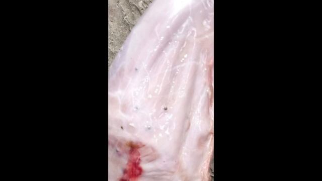 (18+)Заяц пробит насквозь - (дробь № 7) смотреть онлайн