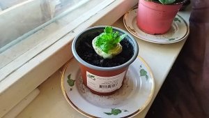 Как вырастить пекинскую капусту в домашних условиях из кочерыжки.mp4