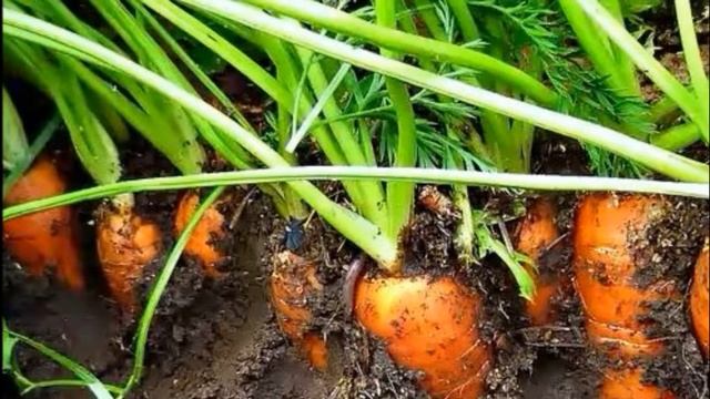 Когда прекратить полив моркови, капусты и свеклы смотреть онлайн