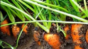 Когда прекратить полив моркови, капусты и свеклы