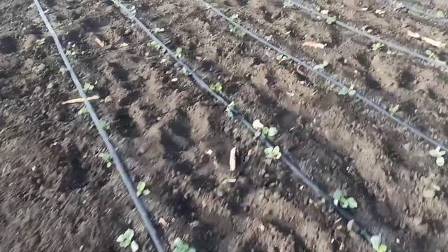 Обработка капуст гербицидом Султан смотреть онлайн