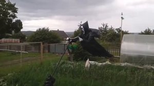 Защищаем огород от ворон и других непрошеных гостей