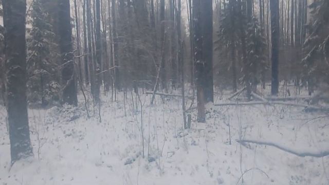 ЛАЙКА УНИВЕРСАЛЬНАЯ СОБАКА/РАБОТА ПО БЕЛКЕ ПОМЕХА ДЛЯ ОХОТЫ ИЛИ КОМУ НУЖНА БЕЛКА???
