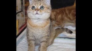 Питомник кошек daynight