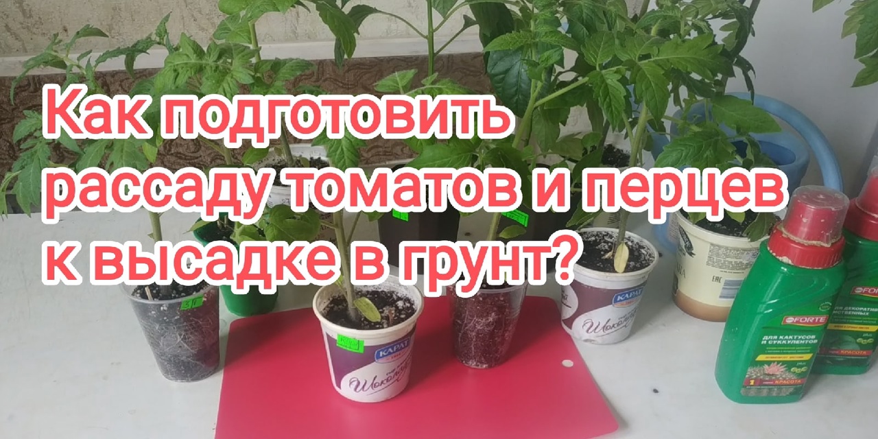 Что класть в лунку при посадке рассады томатов_.mp4