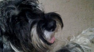 Веселый шнауцер! Mittelchnayzer