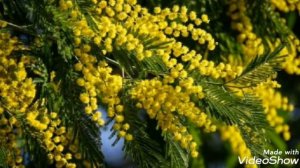 Я поднимаю свой бокал,чтоб выпить за твое здоровье！