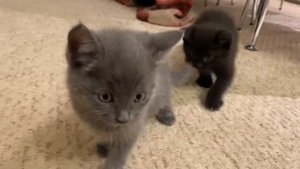 Серый котёнок