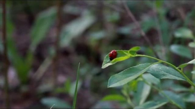 Test Video Canon 1100d EF 50 mm 1 8f смотреть онлайн