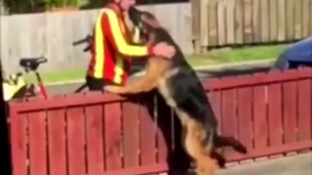 Хозяин снимает своего пса на видео. То что сделал почтальон с собакой невероятно❗ смотреть онлайн