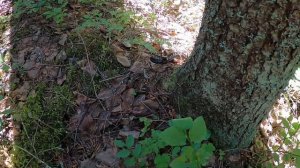 ГАДЮКА АТАКУЕТ в лесу viper attacks in the forest змея
