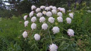 Когда проснуться пчелки или кто пчелок уважает