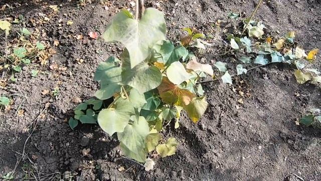 Батат. Выращивание в ОГ средней полосы от посадки до сбора урожая. Метод - "посадил и забыл"