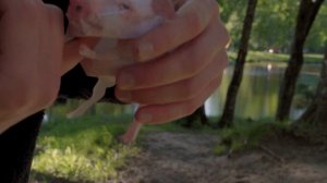 МИНИ ПИГ - загадочная история маленького поросенка